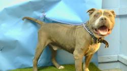 Shelter Stray Male Dog last seen , 216 W Victoria St, Gardena, CA 90248, USA
