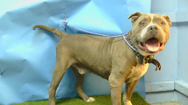 Shelter Stray Male Dog last seen , 216 W Victoria St, Gardena, CA 90248, USA