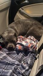 Shelter Stray Female Dog last seen NB 405 FWY/ SB 710 FWY INTERCHANGE, 7700 E Spring St, Long Beach, CA 90815, USA