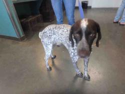 Shelter Stray Female Dog last seen , West Valley Animal Shelter, 20655 Plummer St, Chatsworth, CA 91311, USA