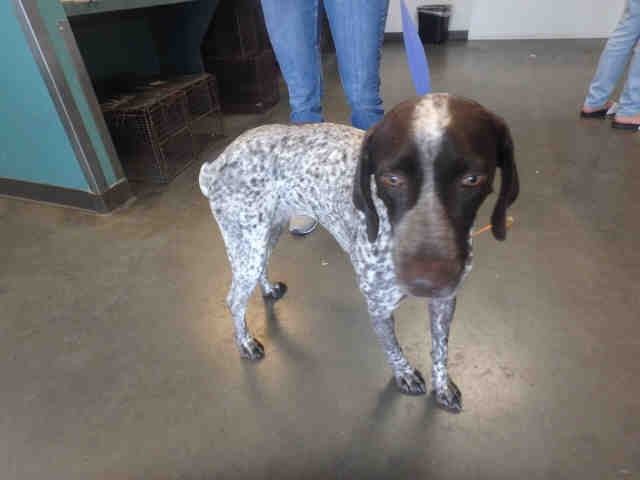 Shelter Stray Female Dog last seen , West Valley Animal Shelter, 20655 Plummer St, Chatsworth, CA 91311, USA