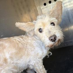 Shelter Stray Male Dog last seen Near BLOCK W 3500 S, WEST VALLEY CITY UT 84120, 4522 W 3500 S, West Valley City, UT 84120, USA