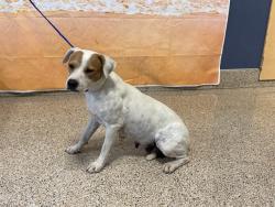 Shelter Stray Female Dog last seen Near BLOCK AND 115 AVE, 3599 NW 79th Ave, Doral, FL 33122, USA