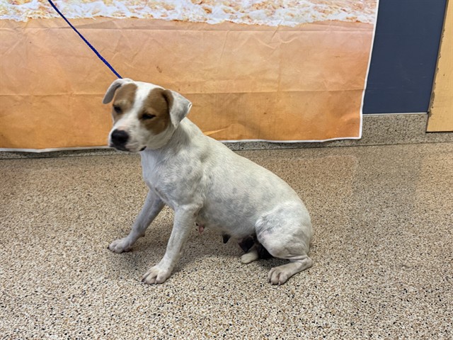 Shelter Stray Female Dog last seen Near BLOCK AND 115 AVE, 3599 NW 79th Ave, Doral, FL 33122, USA