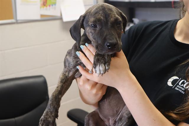 Shelter Stray Female Dog last seen Near BLOCK E POUND RIDGE RD, 127 Humane Ln, Columbia, SC 29201, USA