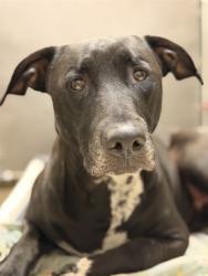 Shelter Stray Female Dog last seen O ST & FRONT ST, 2127 Front St, Sacramento, CA 95818, USA