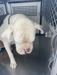 Shelter Stray Male Dog last seen , 4000 N Silverbell Rd, Tucson, AZ 85745, USA
