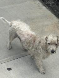 Found/Stray Male Dog last seen Tippicanoe St, San Bernardino, CA 92408
