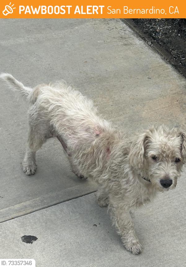 Found/Stray Male Dog last seen Tippicanoe St, San Bernardino, CA 92408