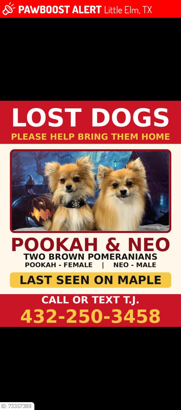 Lost Male Dog last seen Maple drive and saddle horn, Little Elm, TX 75068