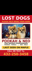 Lost Male Dog last seen Maple drive and saddle horn, Little Elm, TX 75068