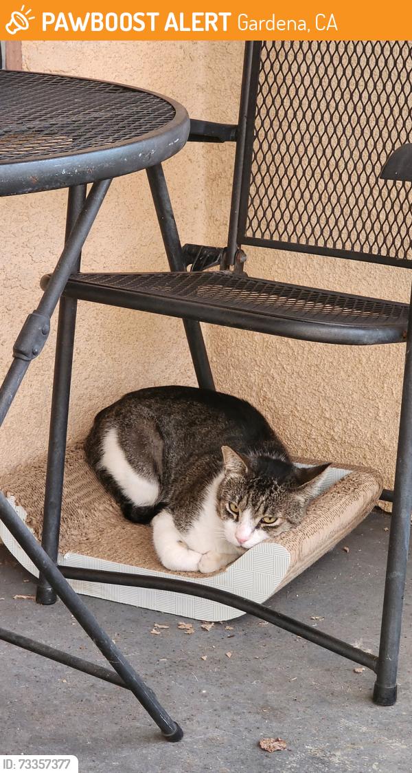Found/Stray Male Cat last seen Neighborhood street, Gardena, CA 90247