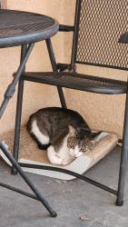 Found/Stray Male Cat last seen Neighborhood street, Gardena, CA 90247
