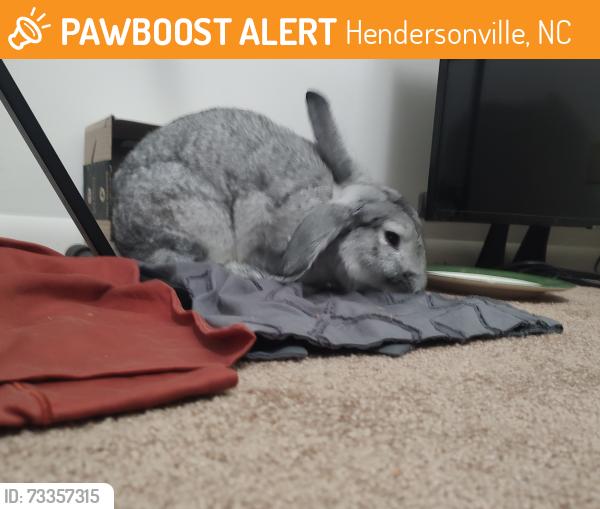 Found/Stray Unknown Rabbit last seen Brookside Camp Road, Hendersonville, NC 28792