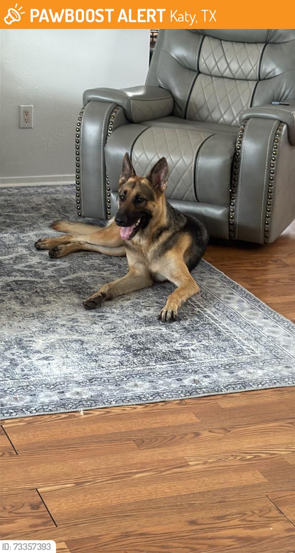 Found/Stray Female Dog last seen Near Falcóm meadow dr, Katy, TX 77449