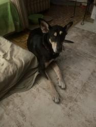 Found/Stray Female Dog last seen I-12 exit at Airport/Northshore.Blvd, Slidell, LA 70458