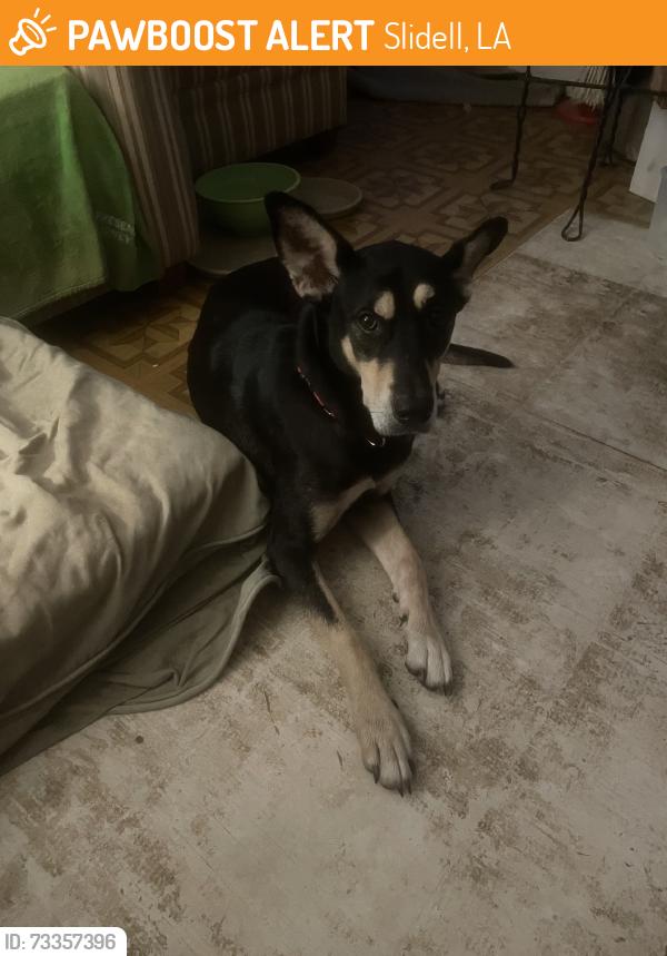 Found/Stray Female Dog last seen I-12 exit at Airport/Northshore.Blvd, Slidell, LA 70458