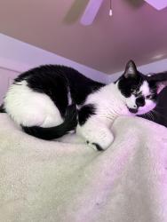 Reunited Male Cat last seen around Morrow Rd across from Fairview Ct, Morrow, GA 30260