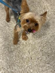 Lost Male Dog last seen Ixoria ave and oleander ave, Fort Pierce, FL 34982