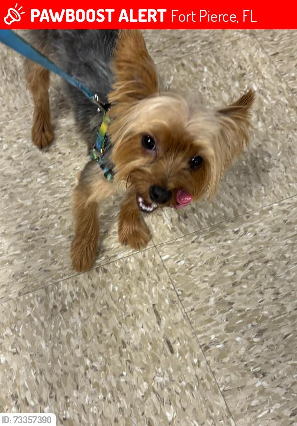 Lost Male Dog last seen Ixoria ave and oleander ave, Fort Pierce, FL 34982
