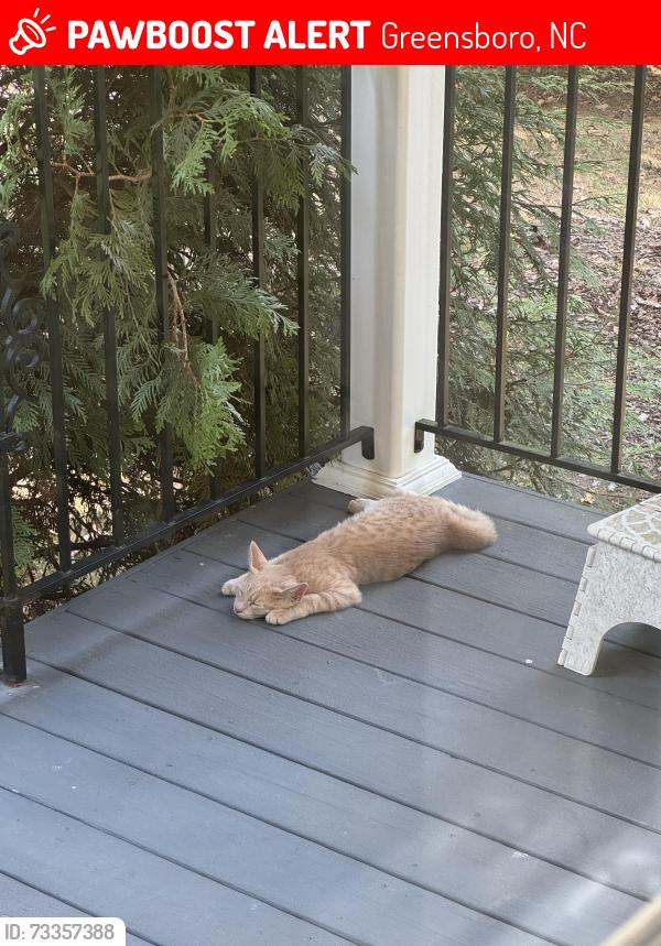 Lost Male Cat last seen Spencer Dixon Road, Woods of Terror, Greensboro, NC 27455