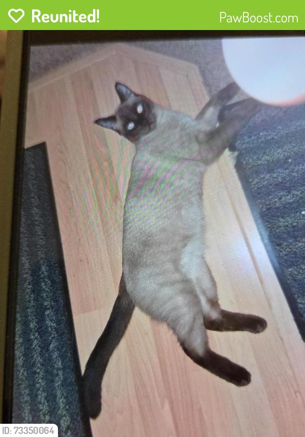Reunited Male Cat last seen Eola Ridge park. Dan Ave & Burley Hill, Salem, OR 97304
