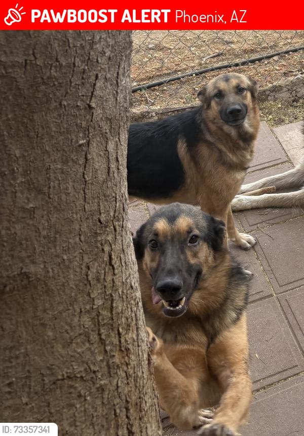 Lost Male Dog last seen New Beginnings Academy, Phoenix, AZ 85021