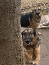 Lost Male Dog last seen New Beginnings Academy, Phoenix, AZ 85021