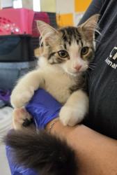 Shelter Stray Male Cat last seen Ash Court, Inverness, FL, 4030 S Airport Rd, Inverness, FL 34450, USA