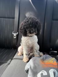 Found/Stray Female Dog last seen Nordica Landing, Daytona Beach, FL 32119