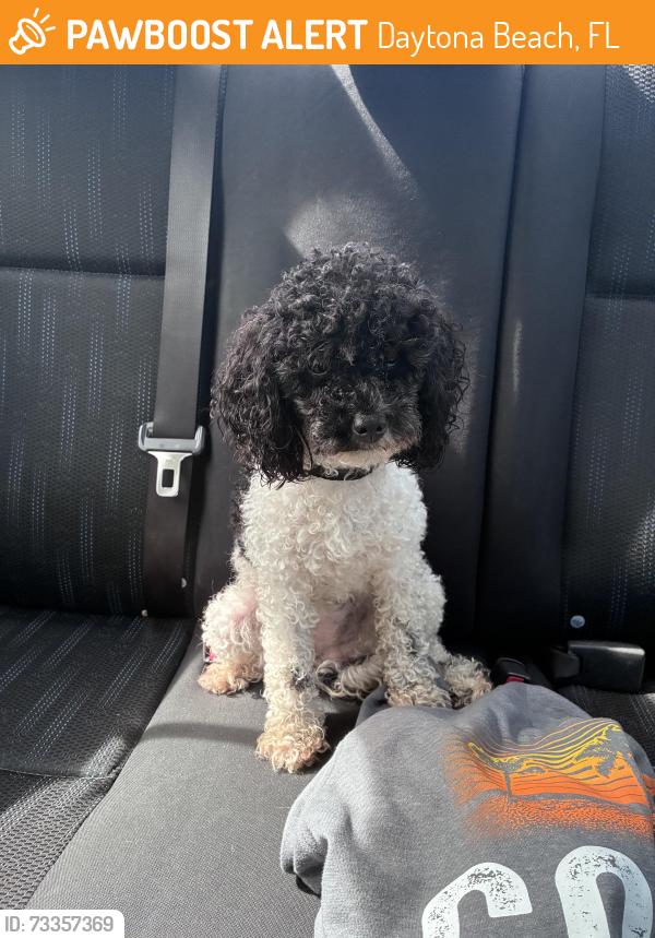 Found/Stray Female Dog last seen Nordica Landing, Daytona Beach, FL 32119