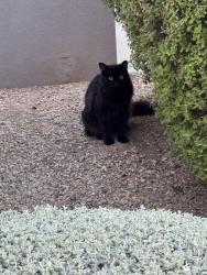 Found/Stray Unknown Cat last seen 92nd st and Shea, Scottsdale, AZ 85260
