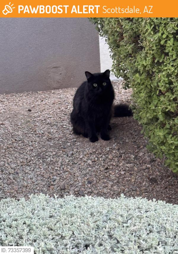 Found/Stray Unknown Cat last seen 92nd st and Shea, Scottsdale, AZ 85260