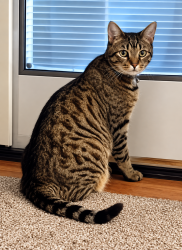 Reunited Male Cat last seen Near Magnolia Drive, Leola, PA 17540, Leola, PA 17540