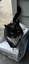 Lost Female Cat last seen Near S Main St Red Lion Pa, Red Lion, PA 17356