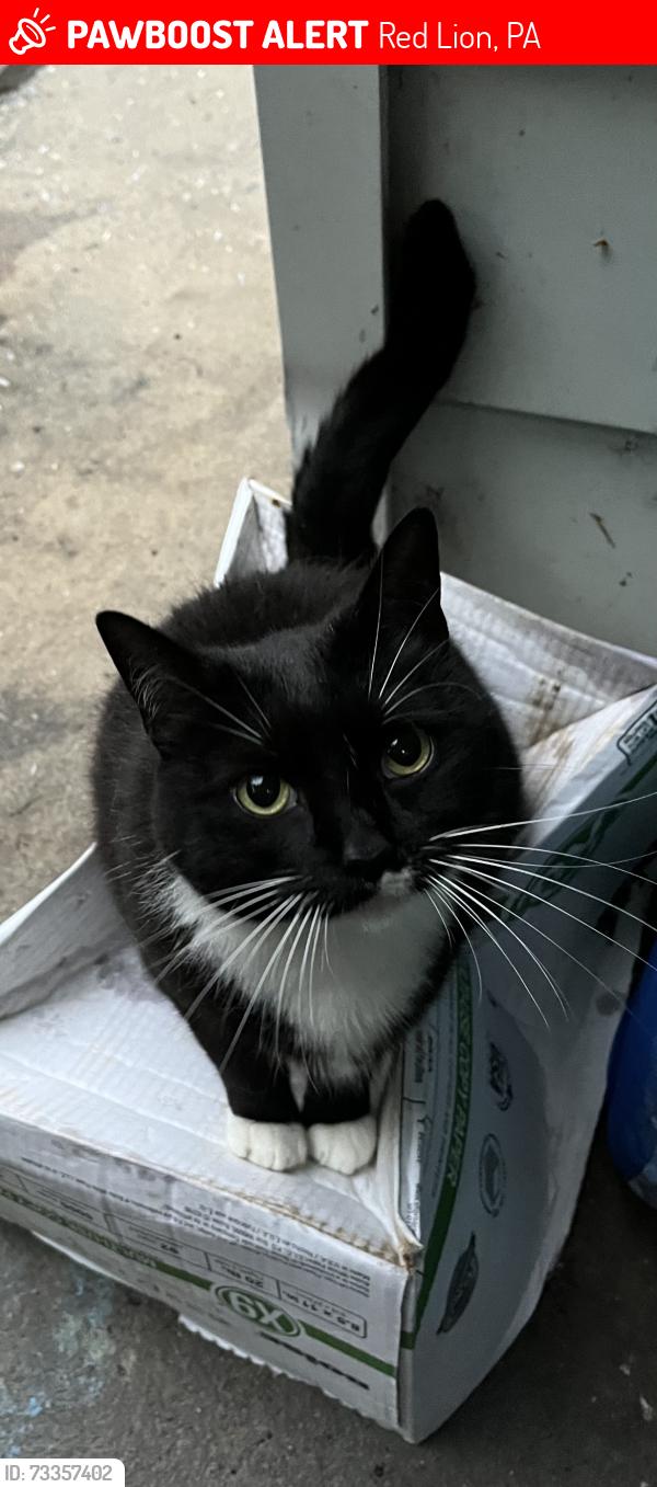 Lost Female Cat last seen Near S Main St Red Lion Pa, Red Lion, PA 17356