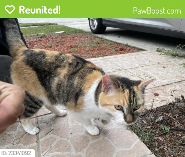 Reunited Female Cat last seen Seashell Ct, Wesley Chapel, FL 33545, USA, Wesley Chapel, FL 33545