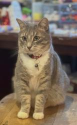 Lost Female Cat last seen Clarmore Avenue / Don drive, Greenville, SC 29607
