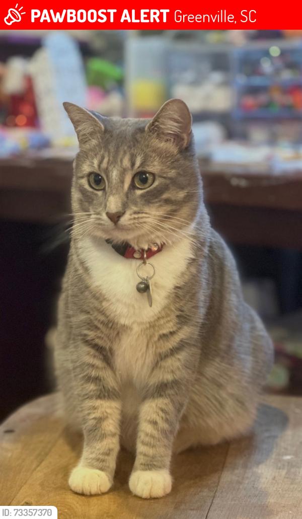 Lost Female Cat last seen Clarmore Avenue / Don drive, Greenville, SC 29607