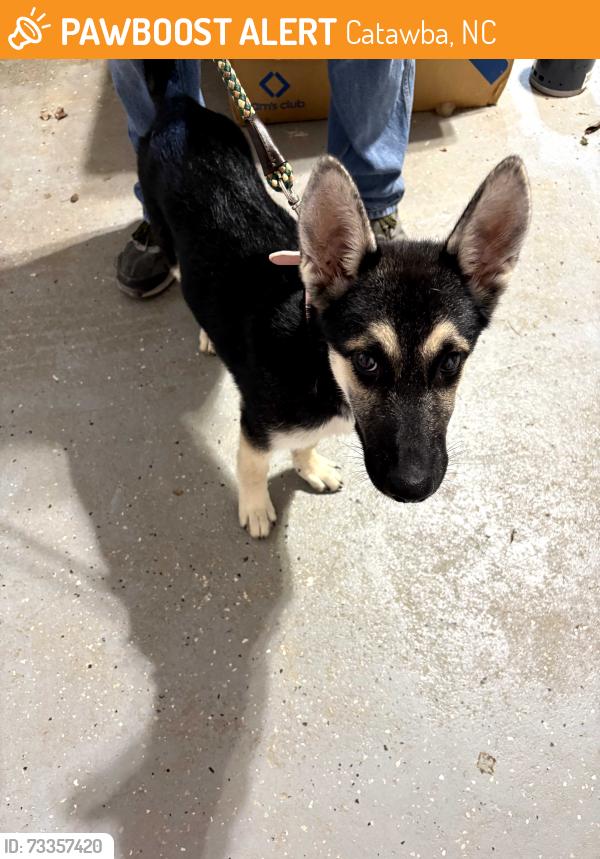 Found/Stray Female Dog last seen Commscope, Catawba, NC 28609