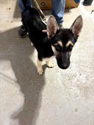 Found/Stray Female Dog last seen Commscope, Catawba, NC 28609