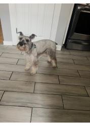 Reunited Male Dog last seen Near S Kolin, Chicago, IL 60652