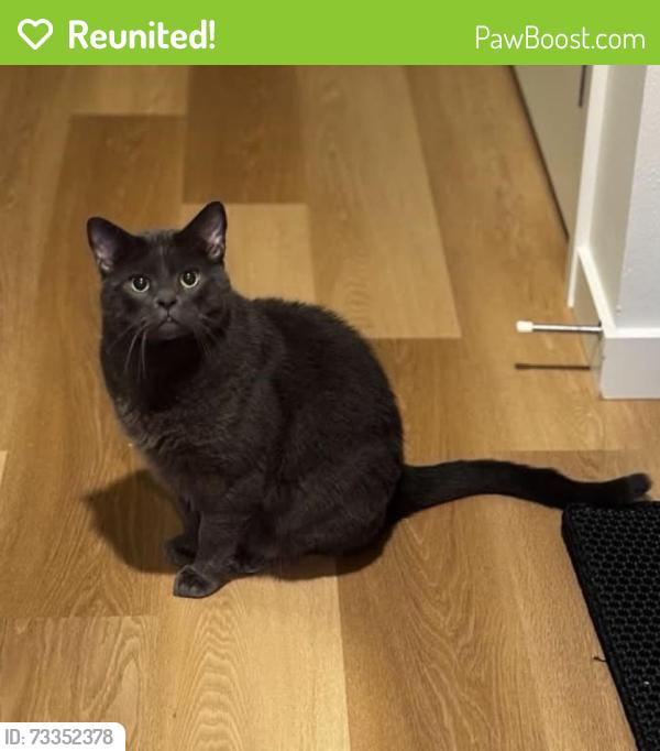 Reunited Male Cat last seen Radford Court apmts, Windermere, Seattle, WA 98115