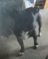 Reunited Male Dog last seen Edgefield and Crestwood, Fort Worth, TX 76107
