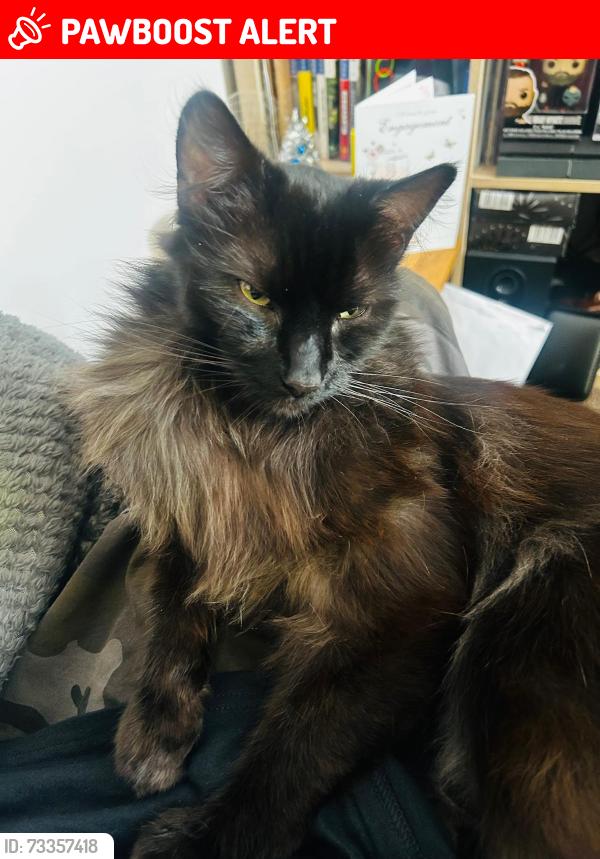 Lost Male Cat last seen North end library, North End, England PO2 9AN