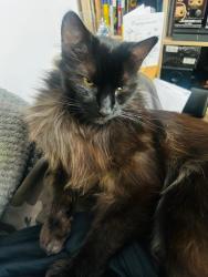 Lost Male Cat last seen North end library, North End, England PO2 9AN