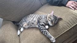 Reunited Male Cat last seen Vista elementary school, Simi Valley, CA 93065