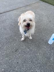 Found/Stray Male Dog last seen Elkton Dr andnDalcross, Raleigh, NC 27610