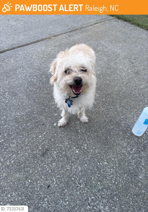 Found/Stray Male Dog last seen Elkton Dr andnDalcross, Raleigh, NC 27610