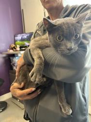Shelter Stray Unknown Cat last seen Near E Elmcrest Drive, MURRAY CITY, UT, 84107, 511 W 3900 S, Salt Lake City, UT 84123, USA